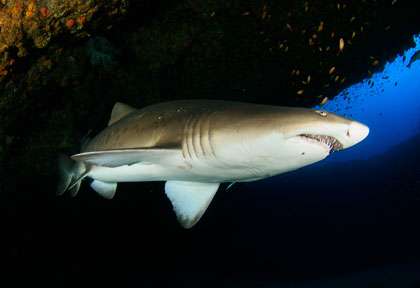 Raggies en Afrique du Sud