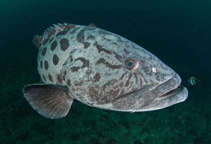 Mérou patate en Afrique du Sud