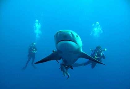 Requin tigre en Afrique du Sud