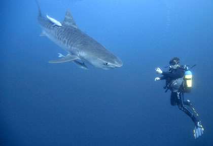 Requin Tigre en Afrique du Sud