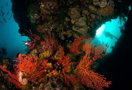 Plongée Péninsule du Cap