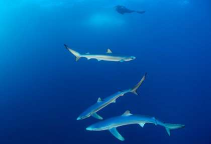 Requin peau bleue à Cape Town