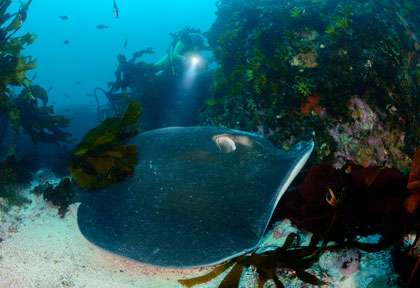 Voyage plongée au Cap