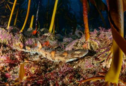 Plongée Afrique du Sud