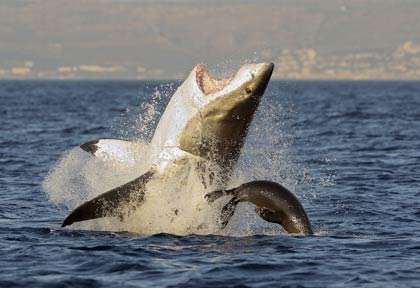 Plongée requin blanc