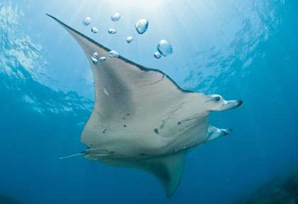 Voyage plongée à Tofo au Mozambique