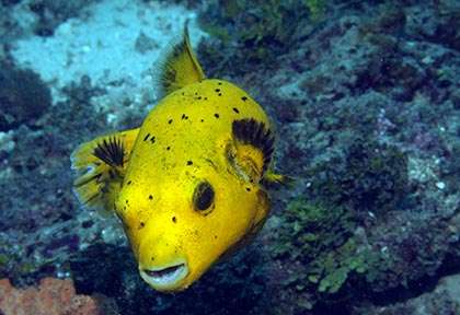 Vie sous-marine au Kenya en plongée