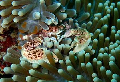 Crabe en plongée au Kenya