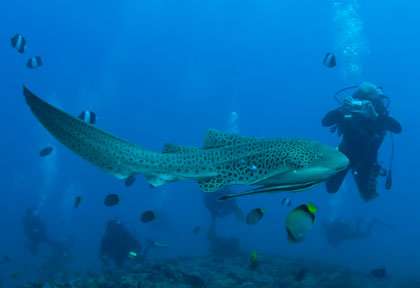 Requin Léopard à Tofo au Mozambique