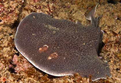 Raie torpille en voyage plongée à Tofo au Mozambique