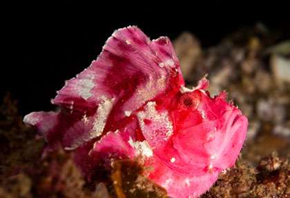 Poisson Feuille en plongée au Mozambique