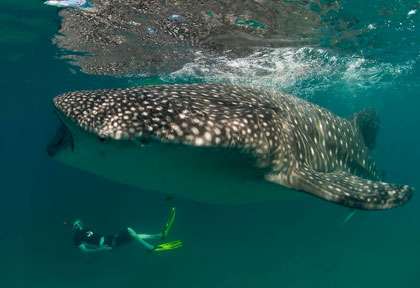 Requin baleine à Tofo au Mozambique