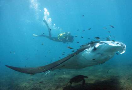 Manta Reef à Tofo avec Diversity Scuba