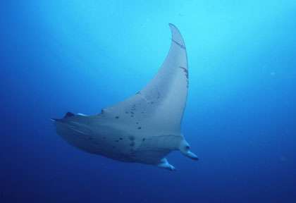 Manta Reef à Tofo © Fred Maxant