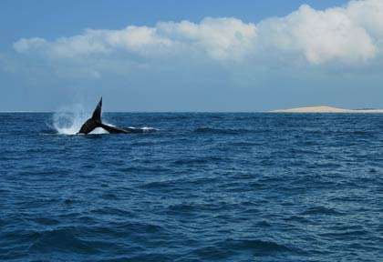 Plongée à Bazaruto