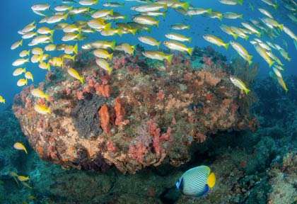 Plongée à Bazaruto