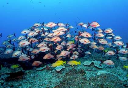 Plongée dans l’archipel de Bazaruto