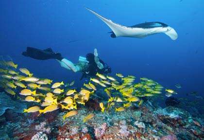 Plongée Mozambique à Bazaruto