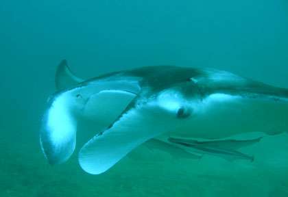 Raie Manta à Aliwal Shoal