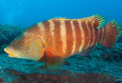 Plongée en Afrique du Sud