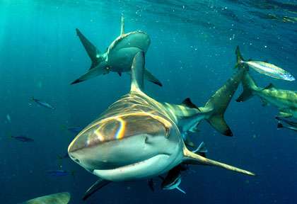 Plongée en cage à Aliwal Shoal en Afrique du Sud