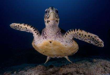 Tortue à Vilanculos au Mozambique