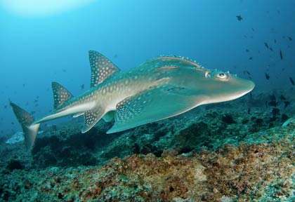 Requin-guitare au Mozambique