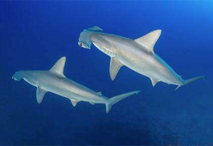 Requin marteau à Ponta Do Ouro