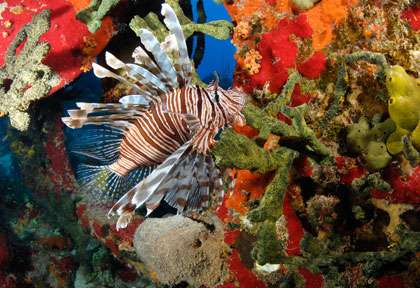 Plongée aux Bahamas