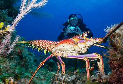 Plongée à Grand Bahama