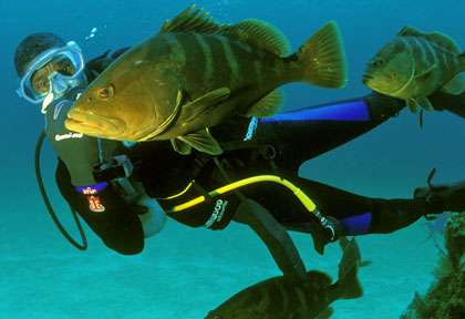 Les mérous de Green Turtle Caye
