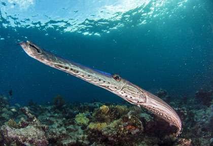 Poisson trompette aux Bahamas
