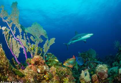 Plongée aux Bahamas