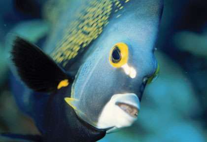 Poisson-ange à Bonaire
