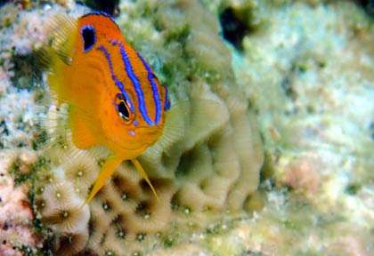 Plongée à Portsmouth