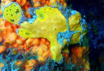 Plongée à Portsmouth