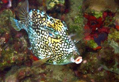 Plongée à Portsmouth