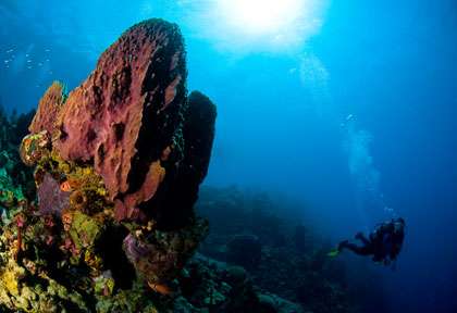 Plongée à la Dominique