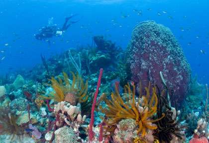 Plongée à la Dominique