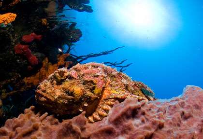 Plongée à la Dominique