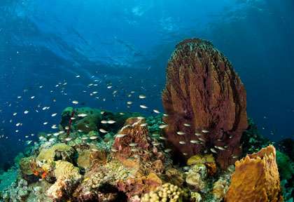 Plongée à la Dominique