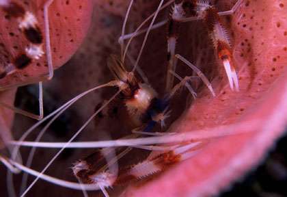 Plongée à la Dominique