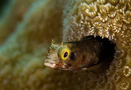 Plongée à la Dominique