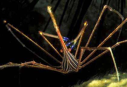 Plongée à la Dominique