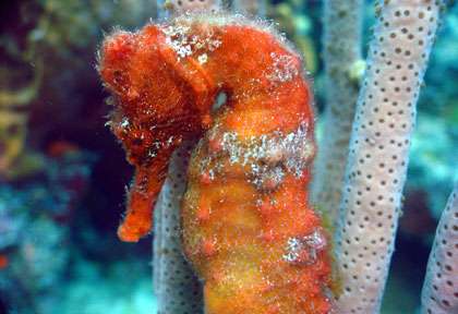 Hyppocampe en Guadeloupe