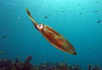 Plongée à Marie-Galante