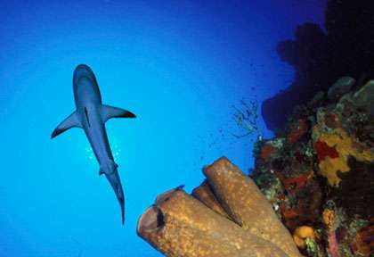 requin en plongée à Grand Turk
