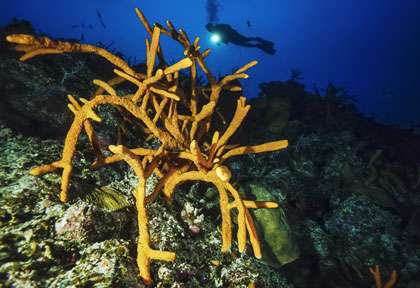 Plongée à Maria la Gorda