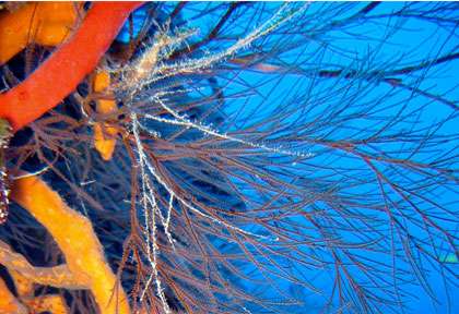 Plongée à Maria la Gorda