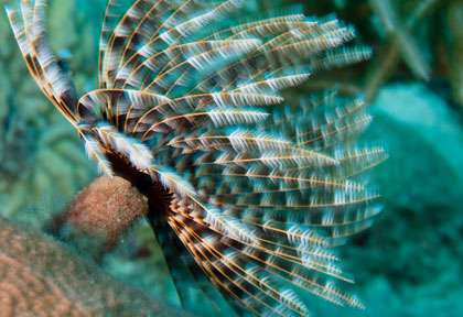 Plongée à la Dominique